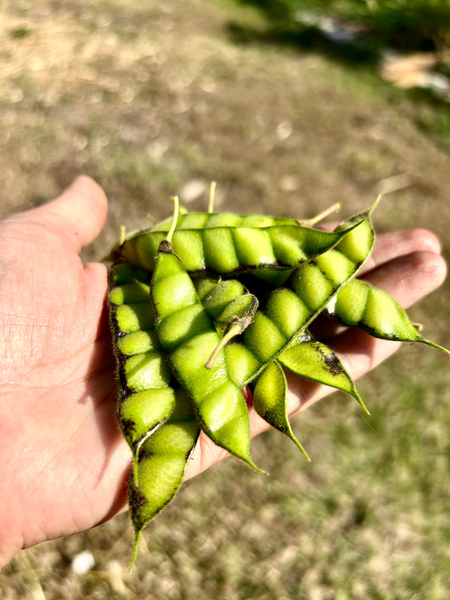Edible Plants