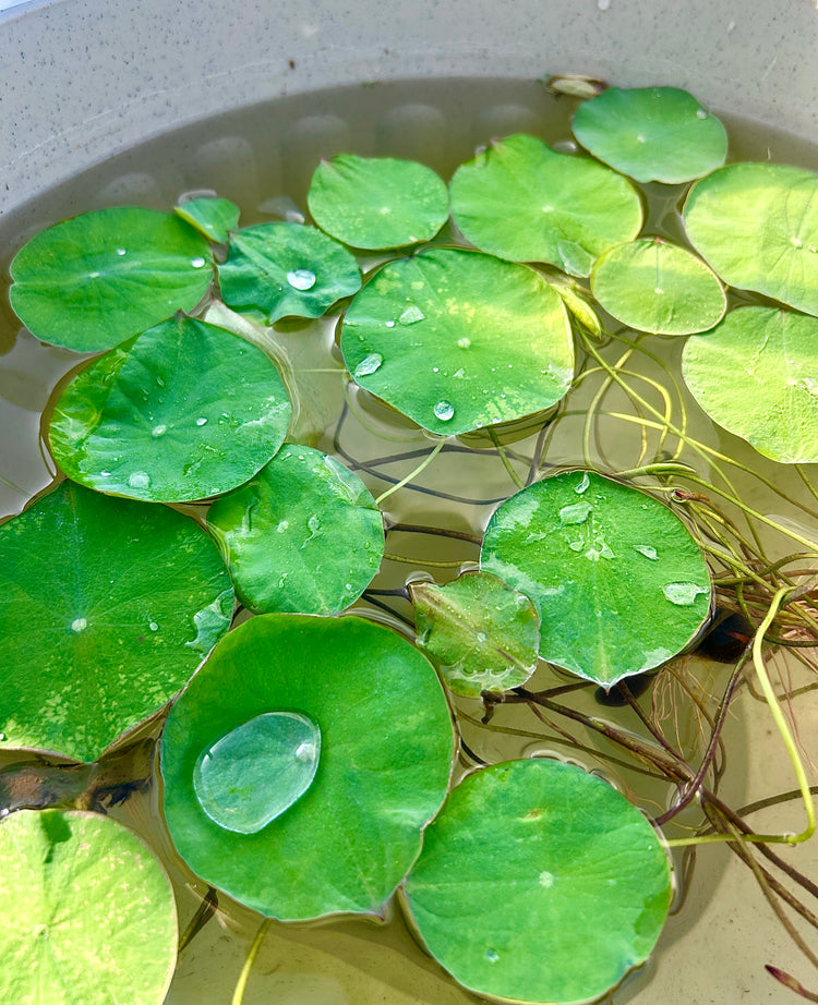 Aquatic Plants