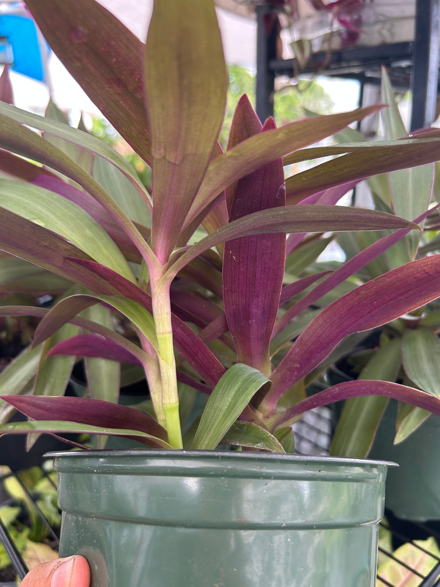 Dwarf Oyster Plant