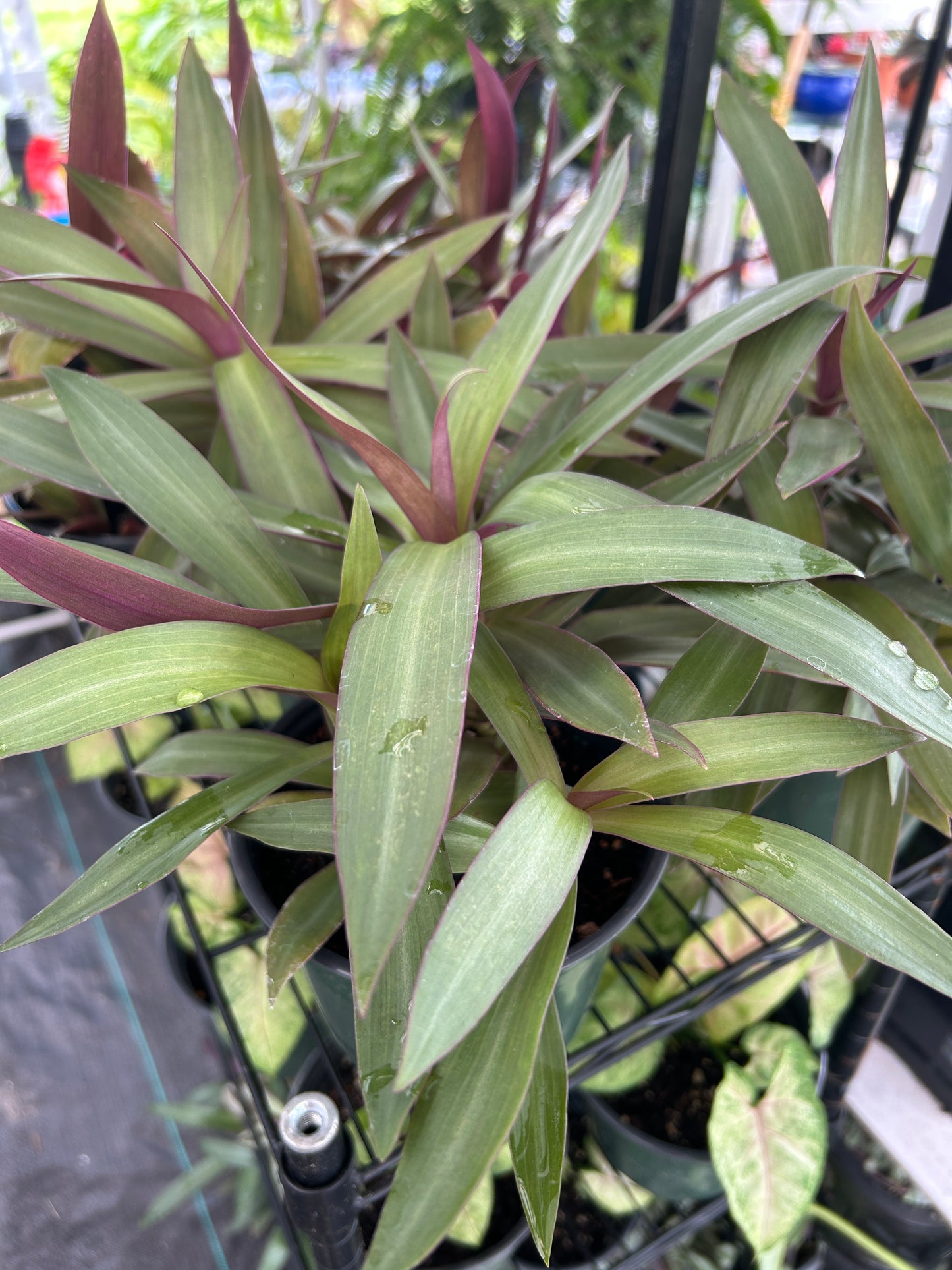Dwarf Oyster Plant