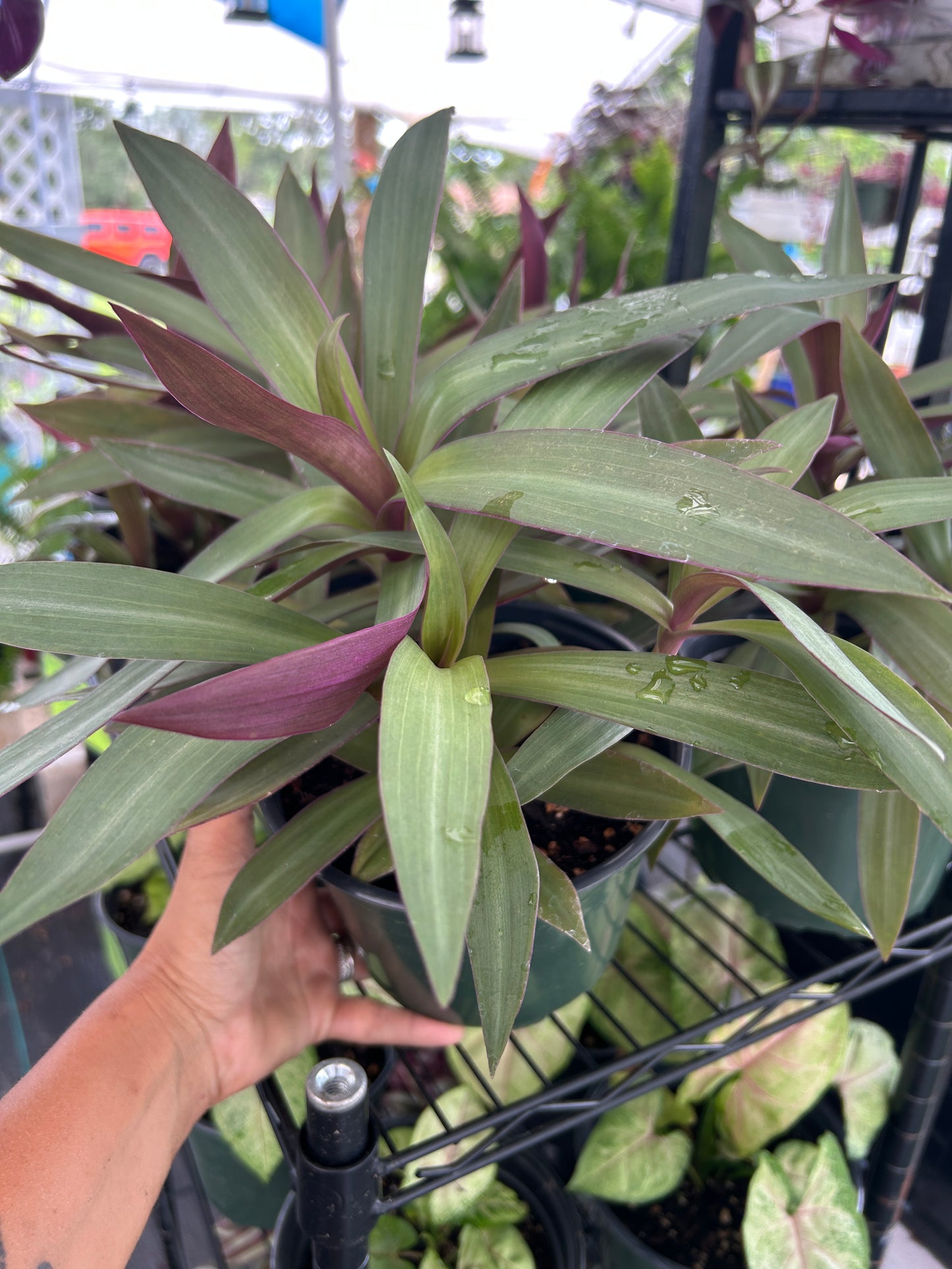 Dwarf Oyster Plant