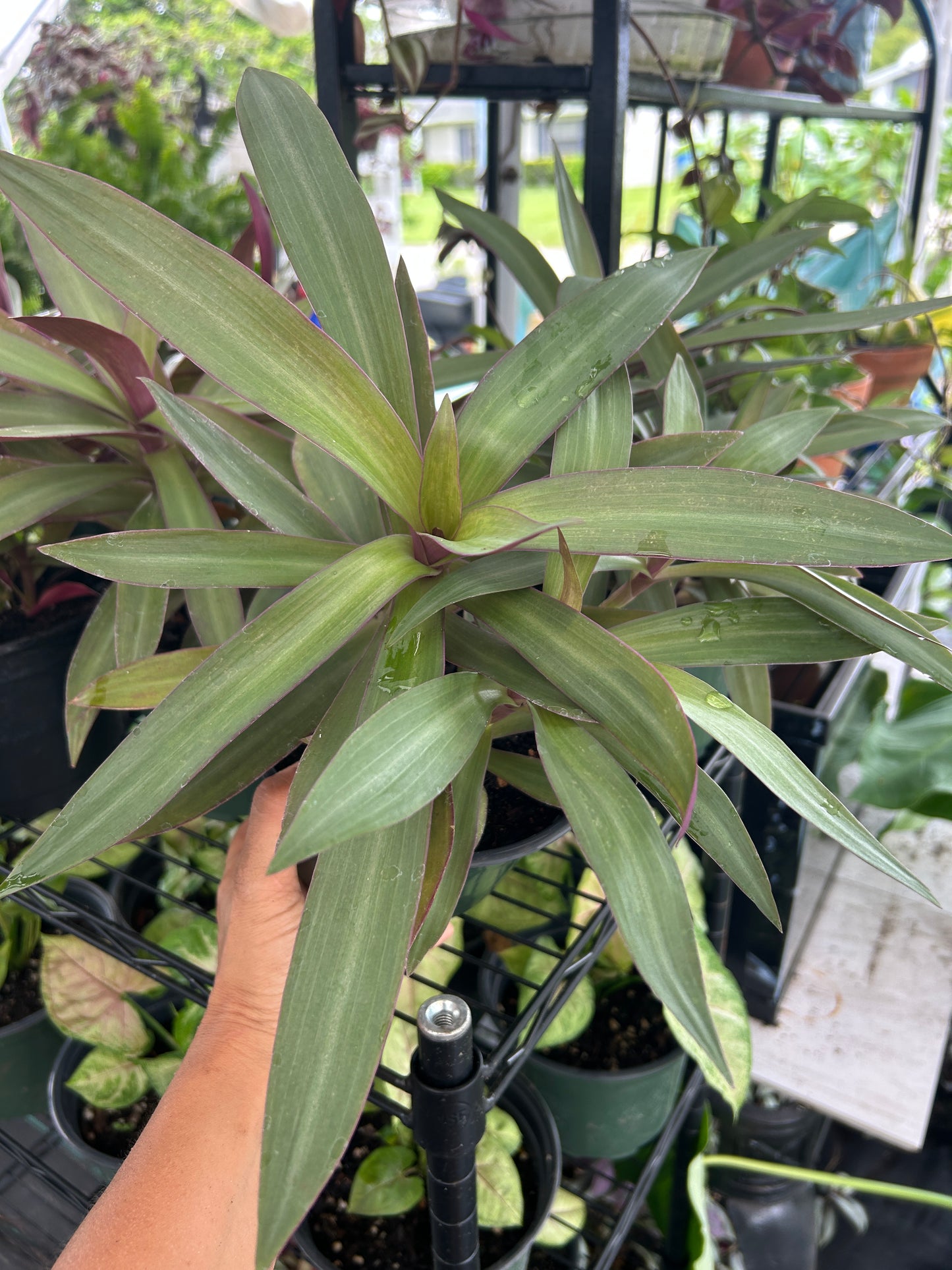Dwarf Oyster Plant