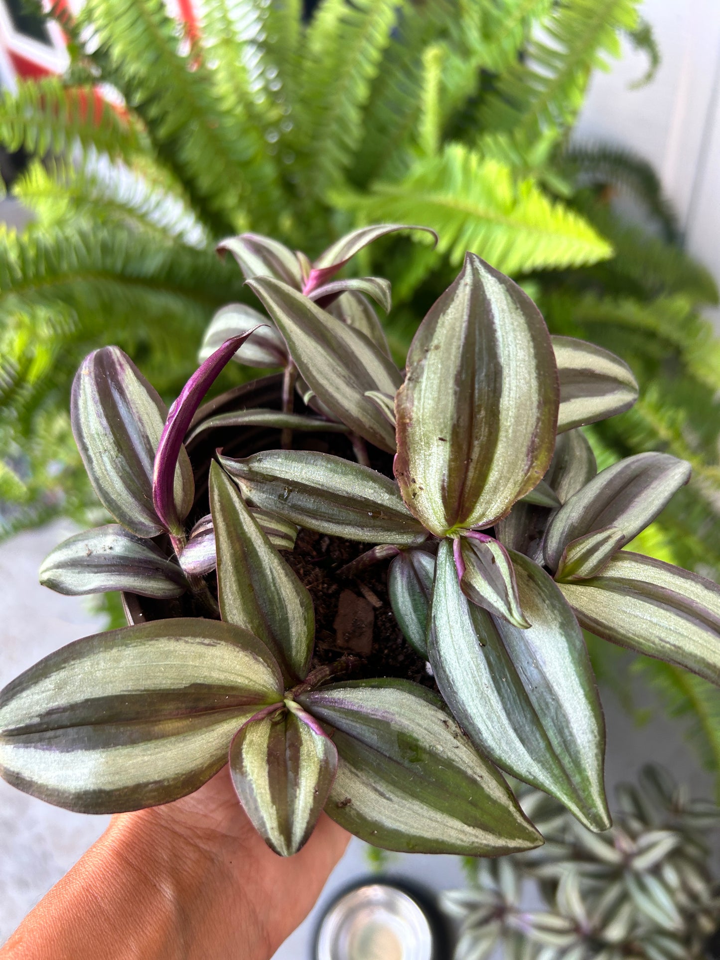Tradescantia Zebrina
