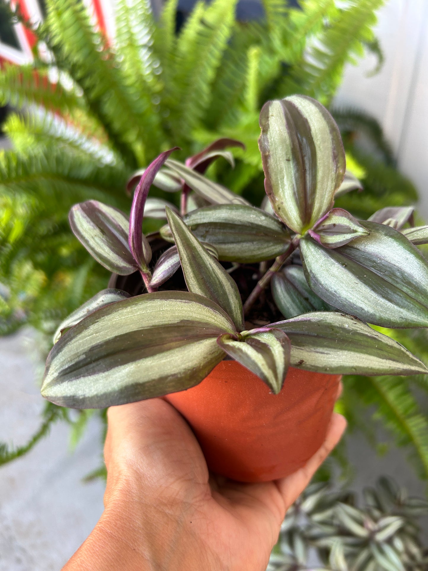 Tradescantia Zebrina