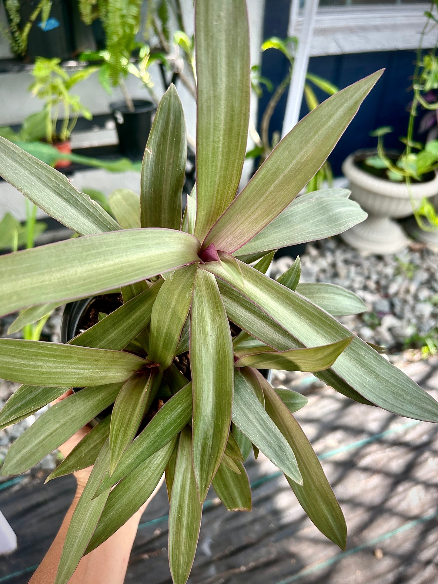 Dwarf Oyster Plant