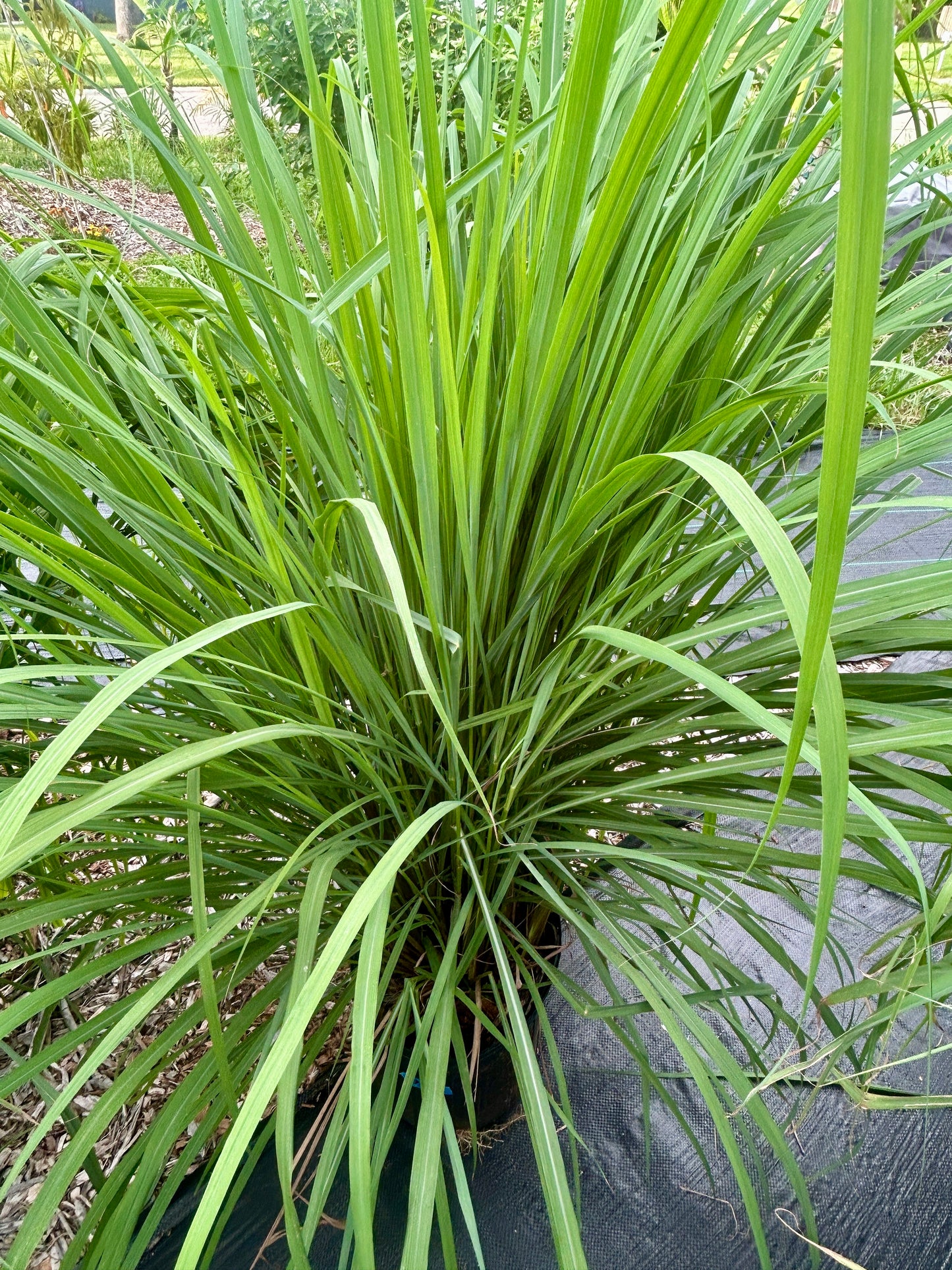 Lemongrass - Large 3 gallon
