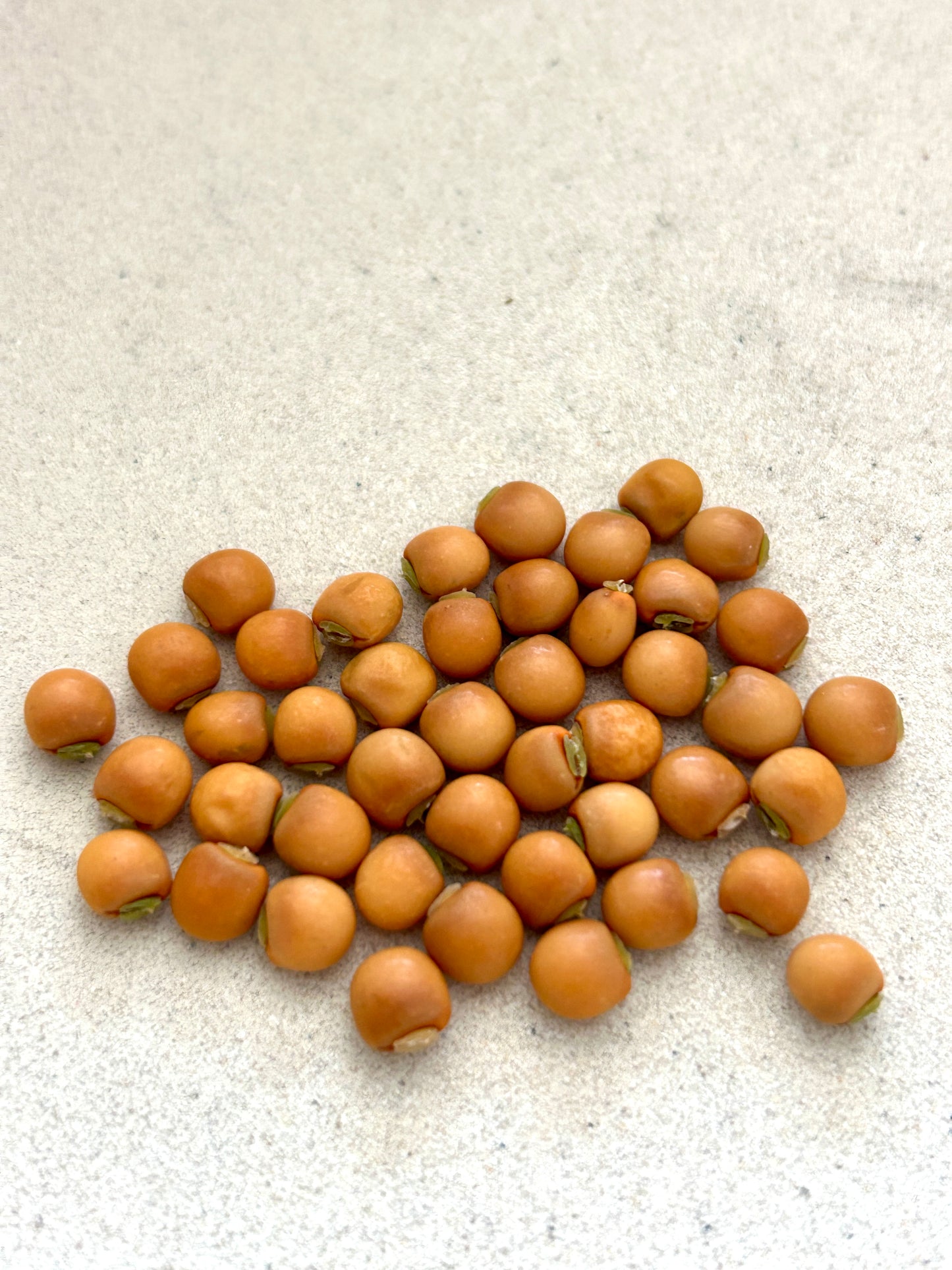 Pigeon Pea Seeds