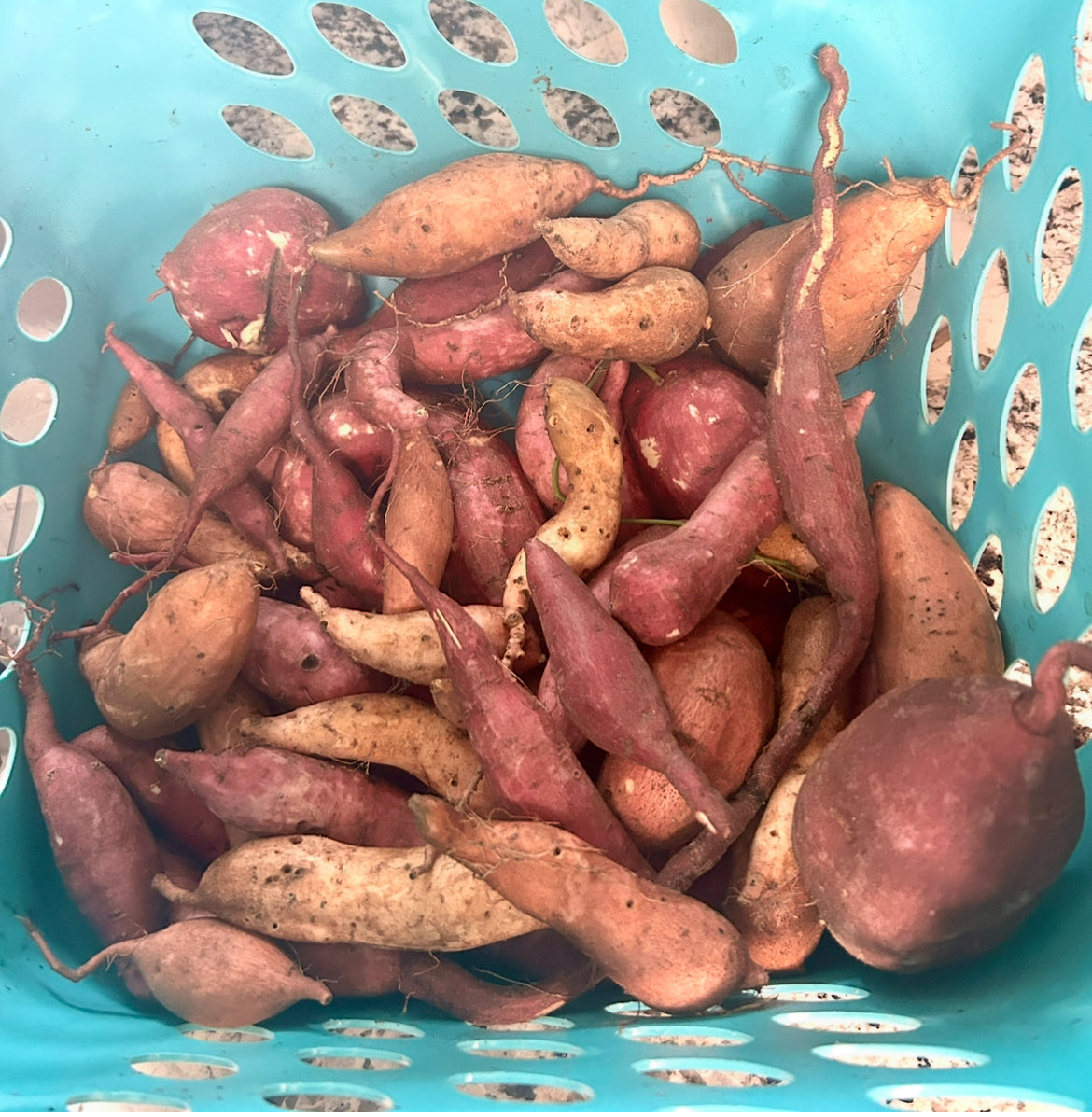 Murasaki Sweet Potato Slips
