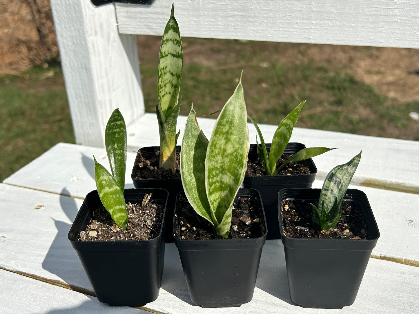 Baby Snake Plant
