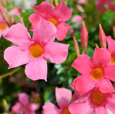 Mandevilla