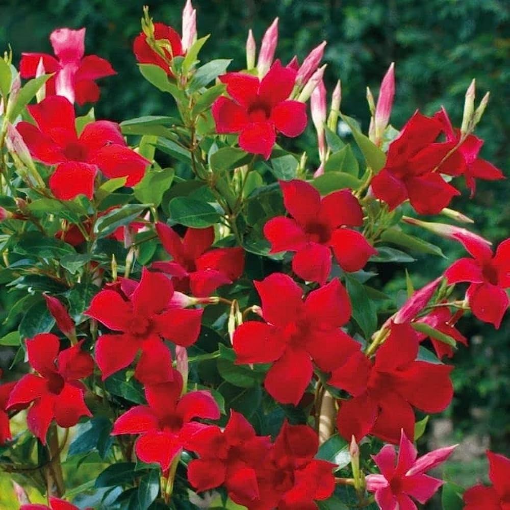 Mandevilla