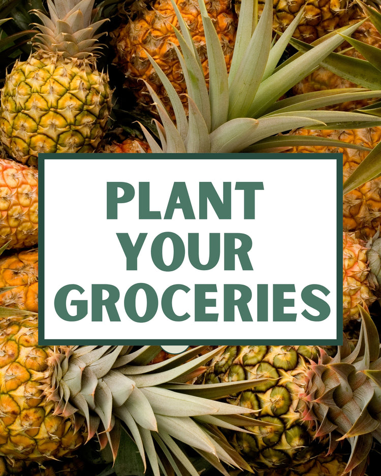 Edible Plants