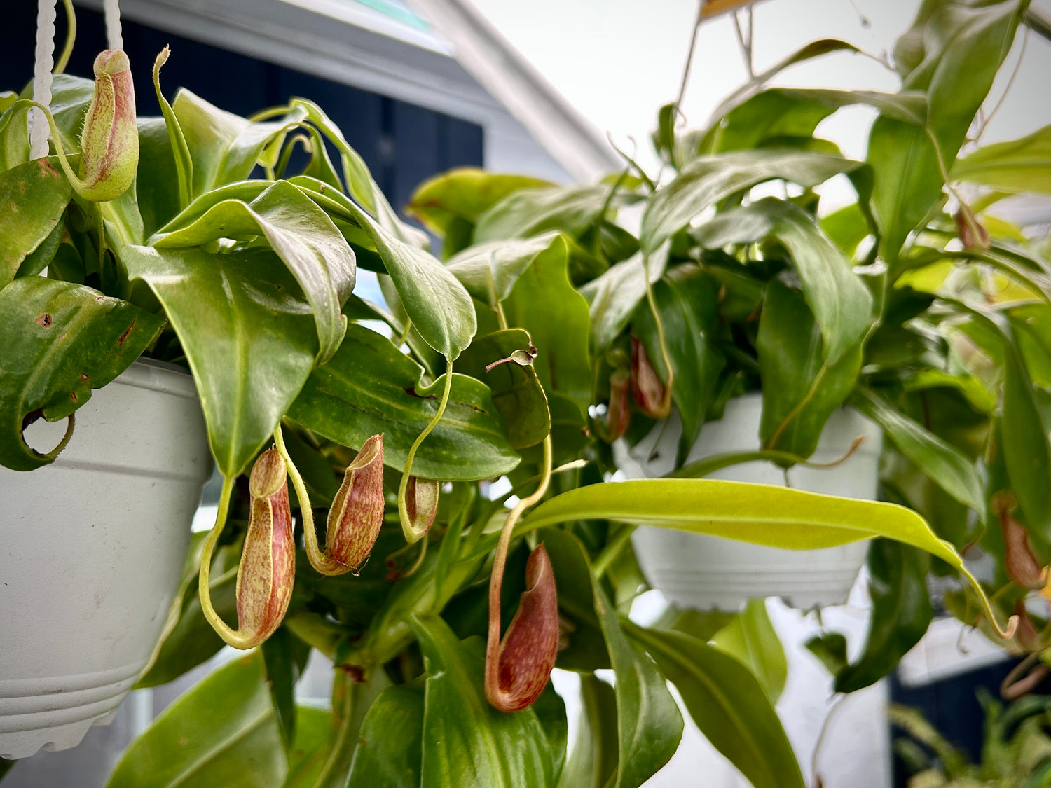 Carnivorous Plants