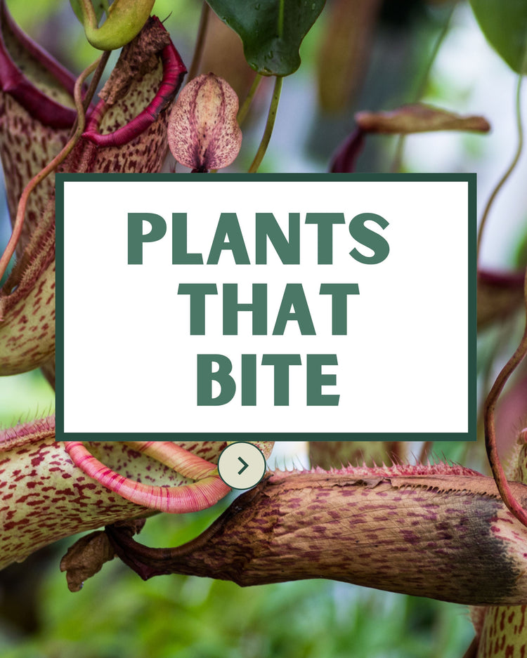 Carnivorous Plants