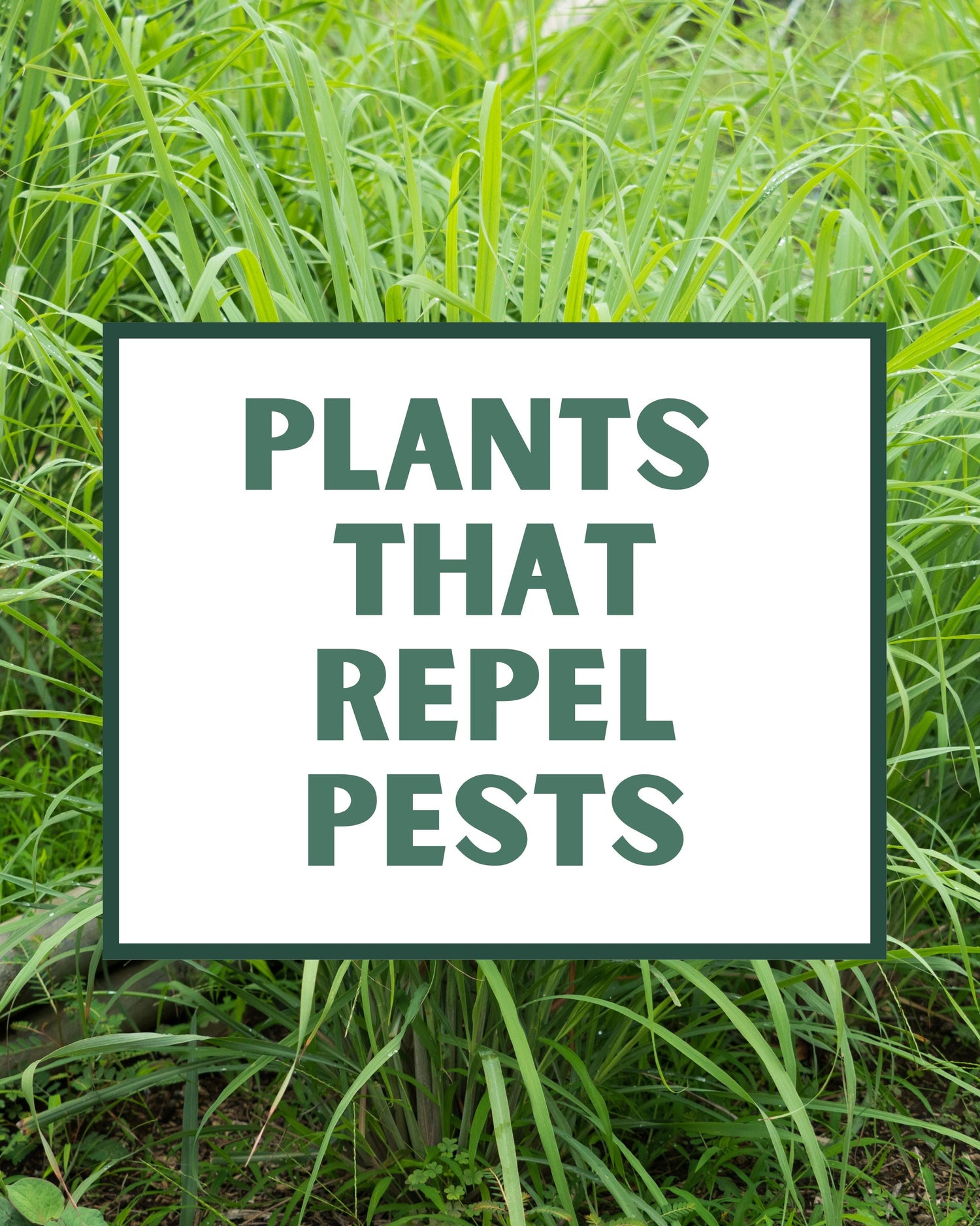Pest Deterring Plants