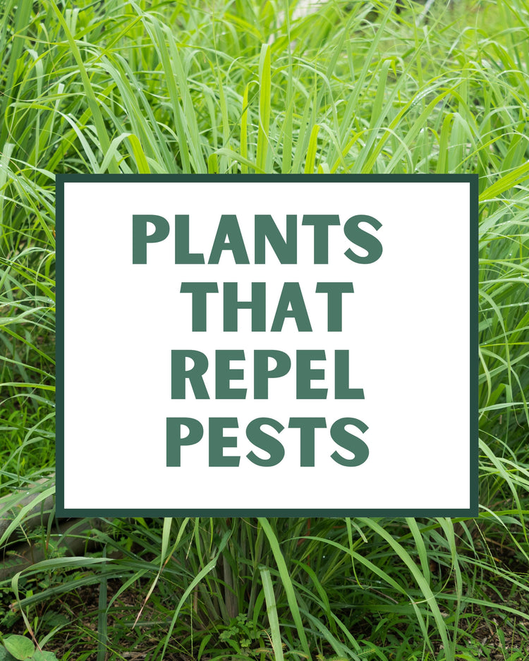 Pest Deterring Plants