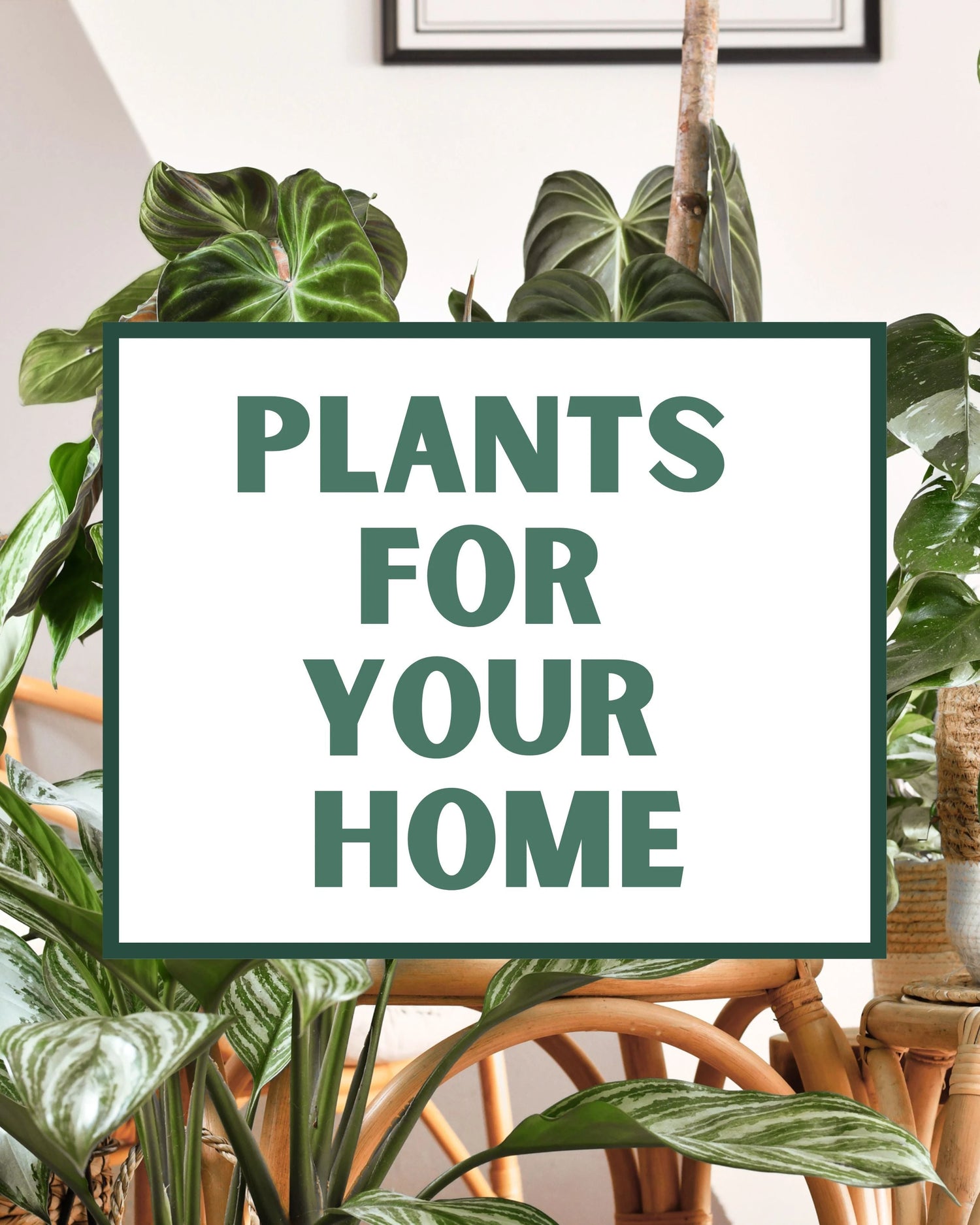 Houseplants