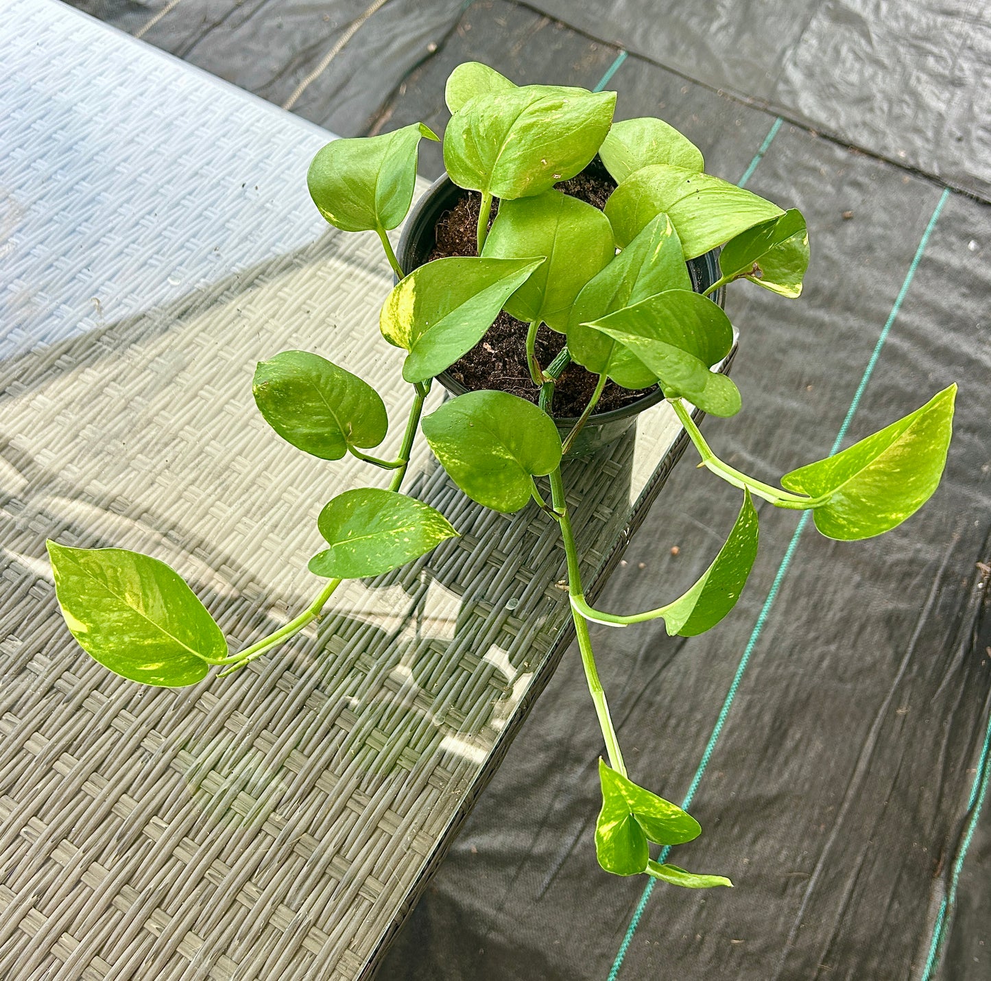 Golden Pothos