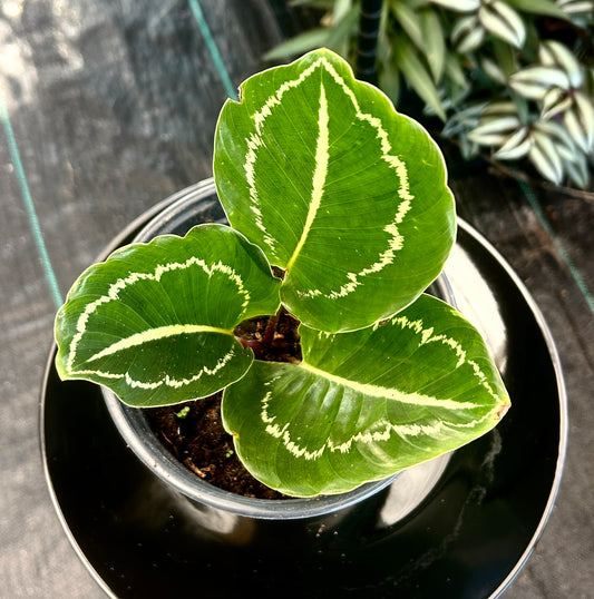 Calathea Green Goddess