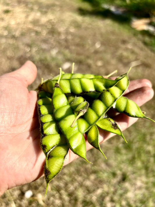 Pigeon Pea / Gandules Plant