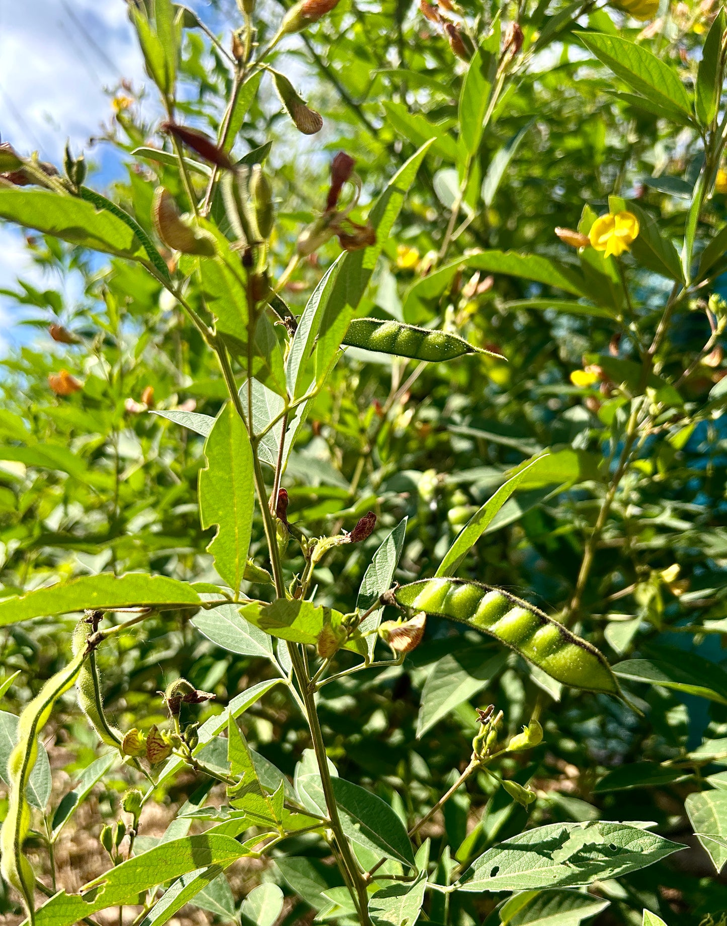 Pigeon Pea / Gandules Plant