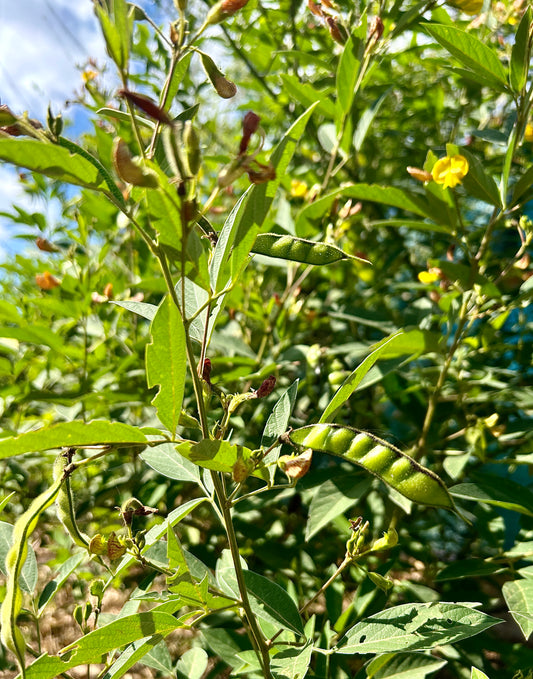 Pigeon Pea / Gandules Plant