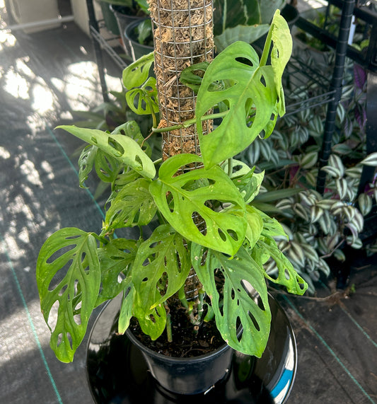 Monstera Esquelto with Moss Pole