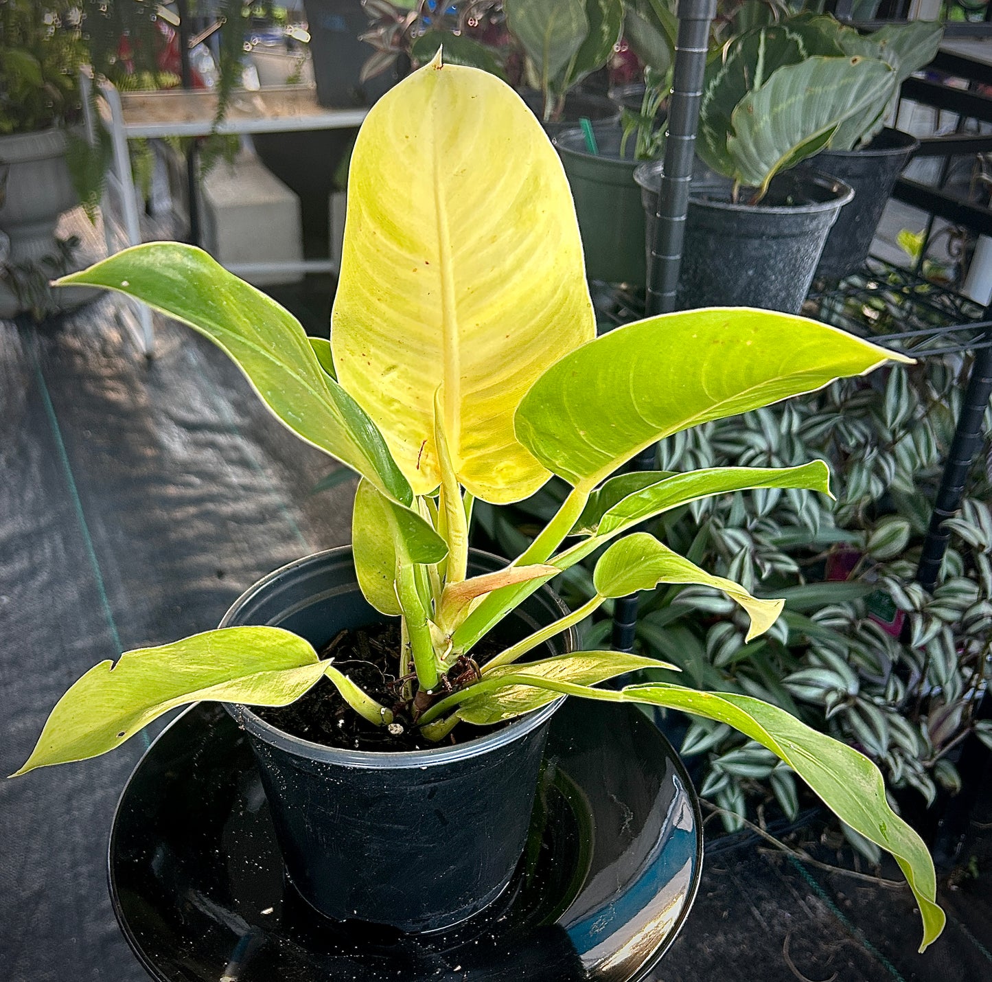 Moonlight Philodendron