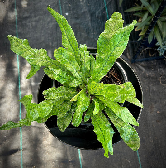 Crocodile Fern
