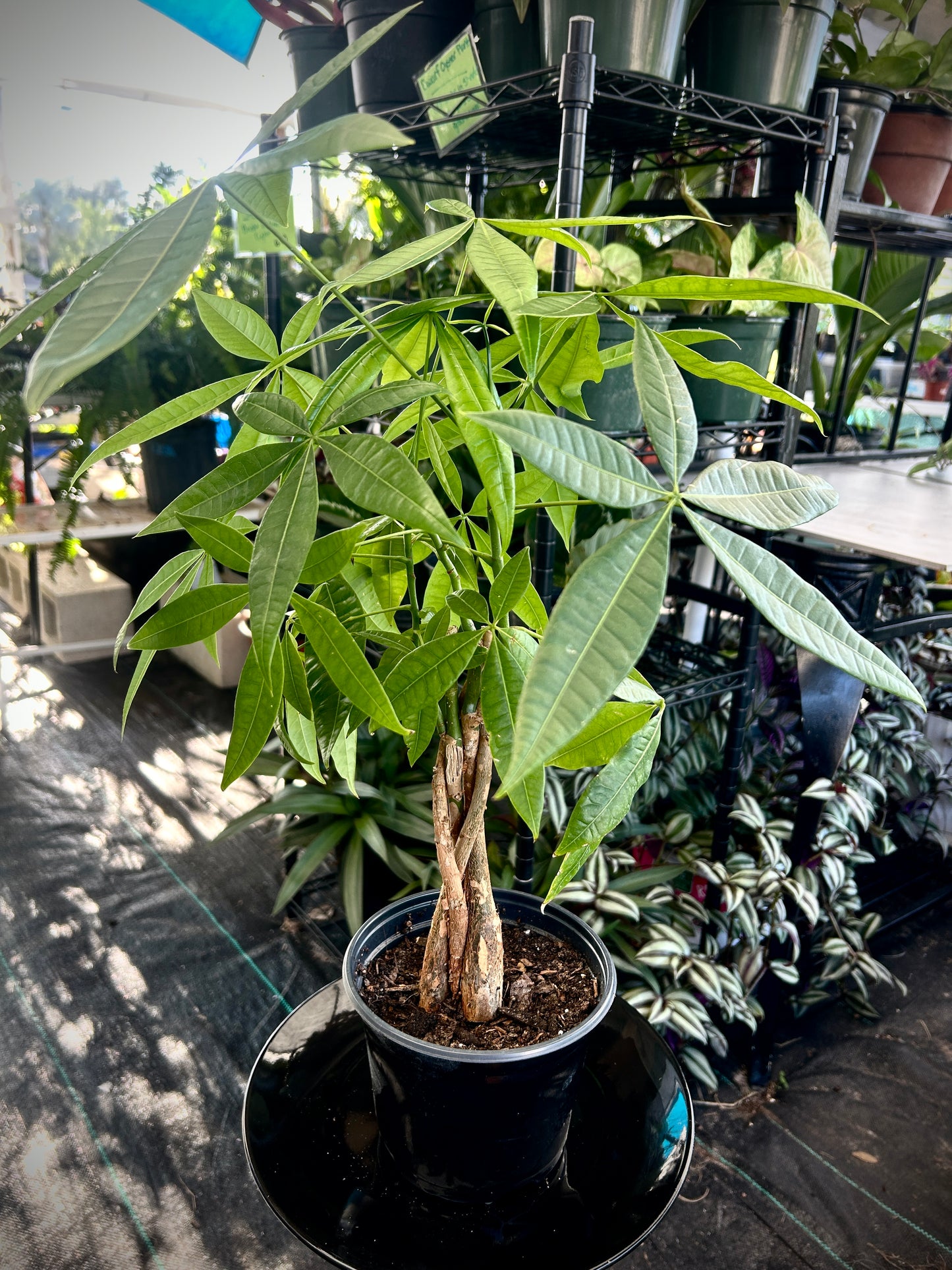 Money Tree
