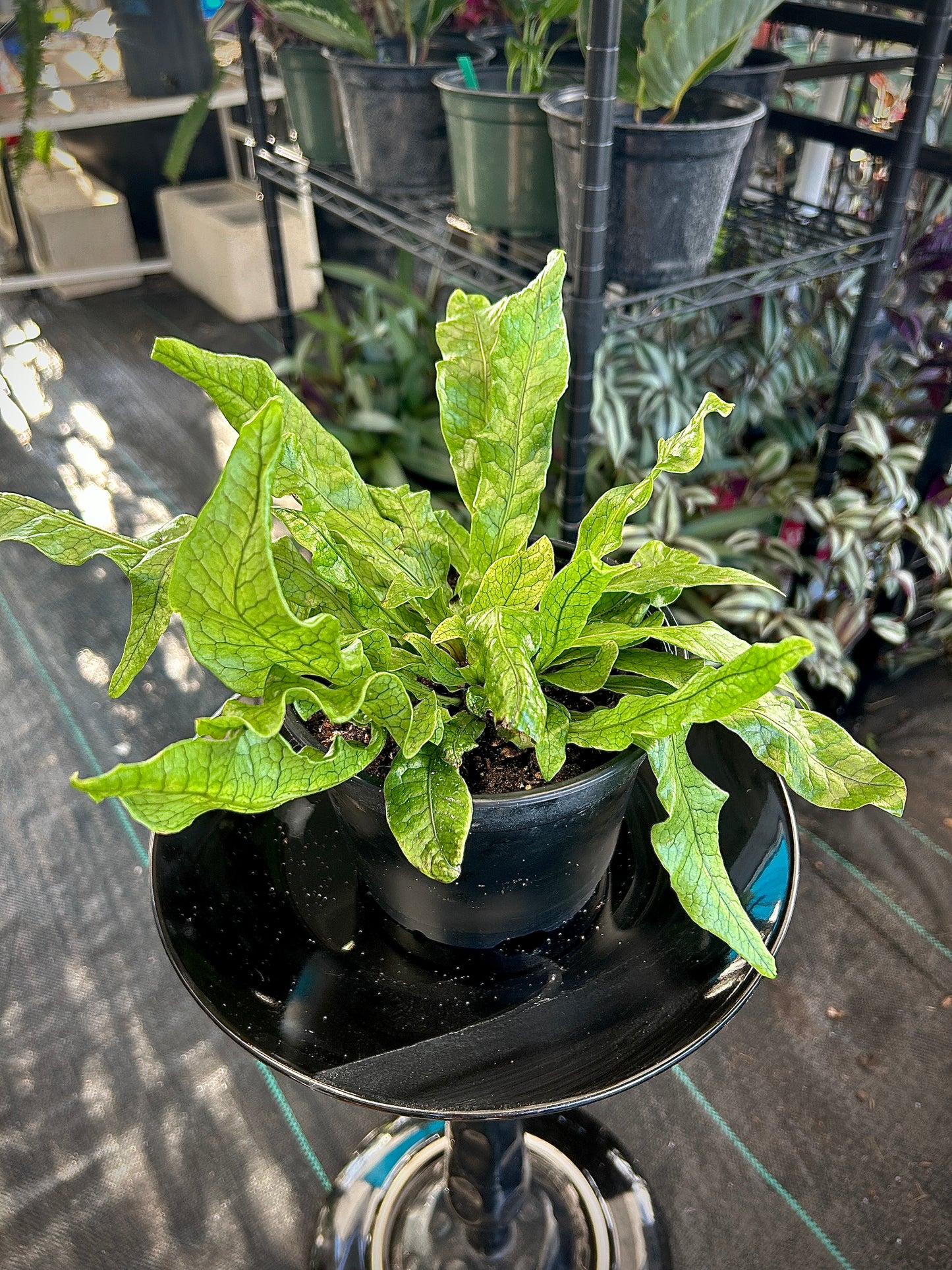 Crocodile Fern