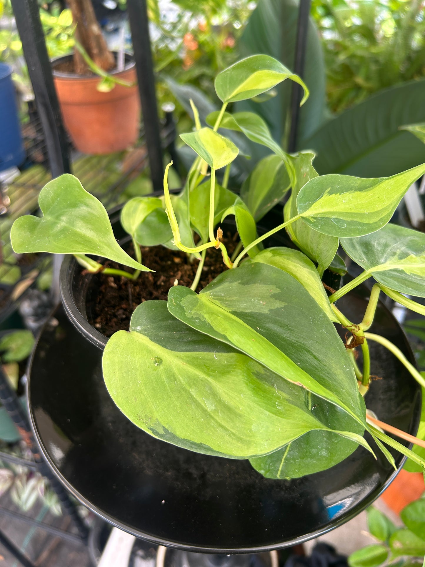 Brasil Philodendron