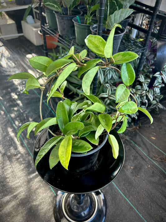 Hoya Carnosa
