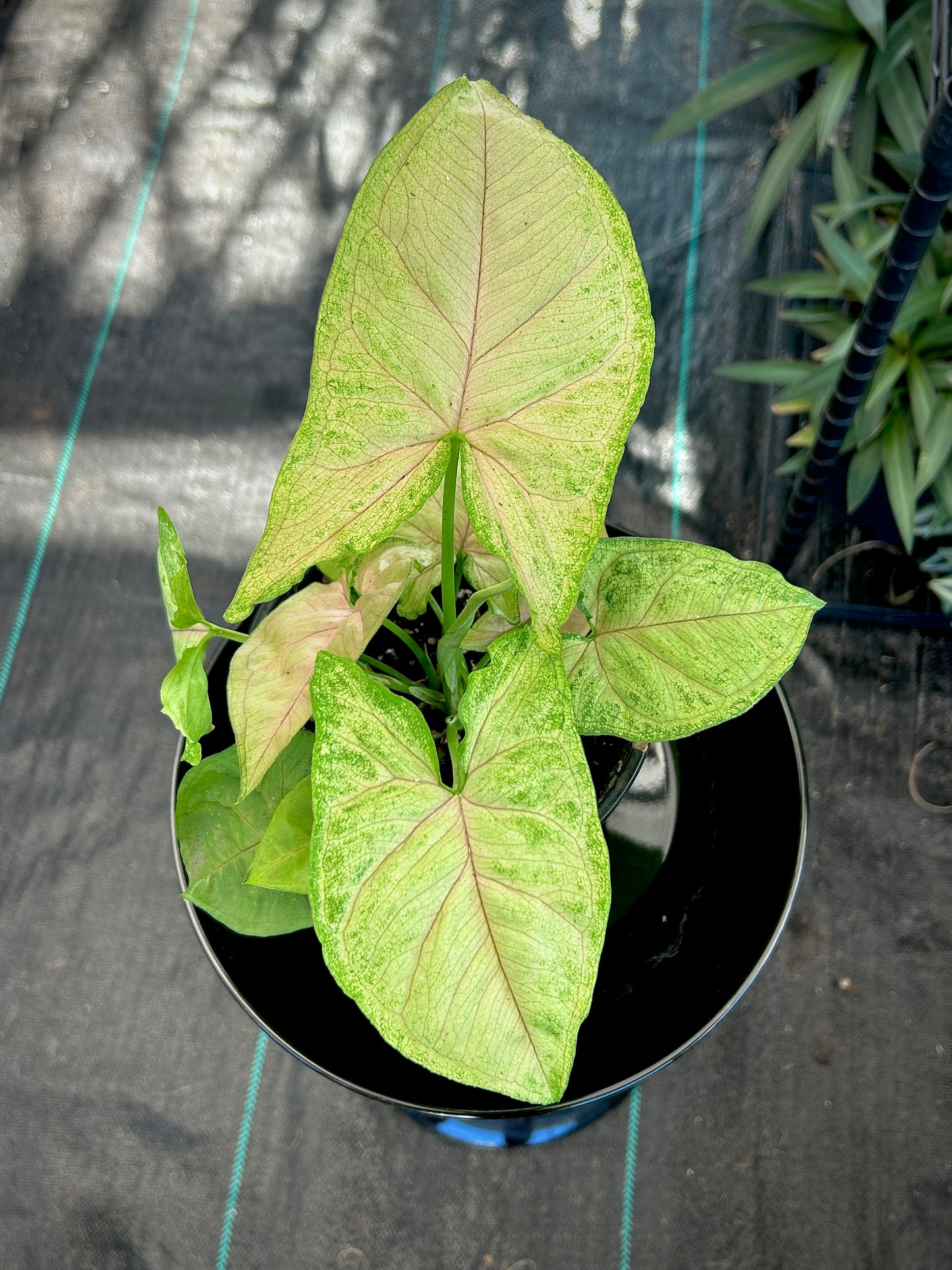 Berry Allusions Syngonium