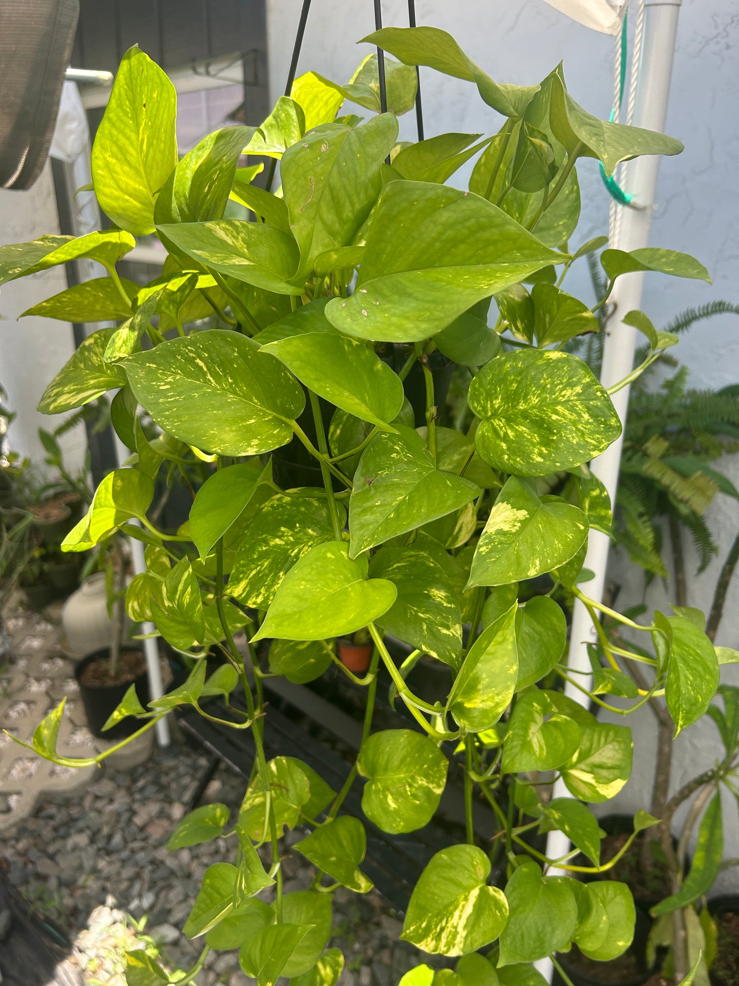 Golden Pothos
