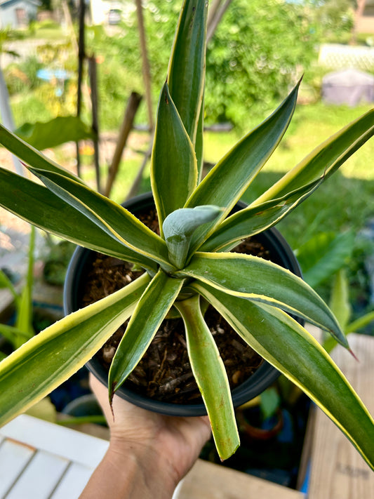 Variegated Agave