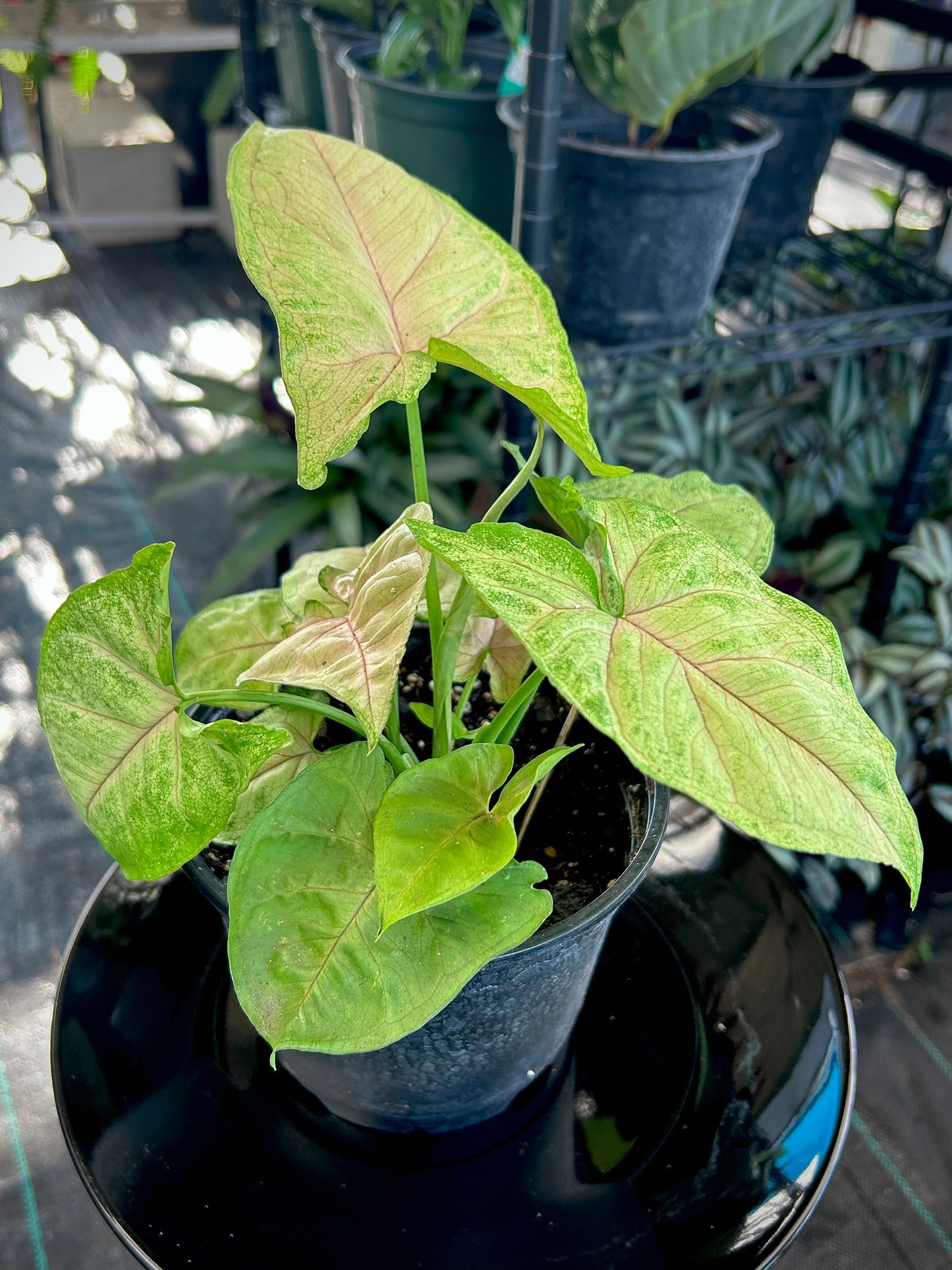 Berry Allusions Syngonium