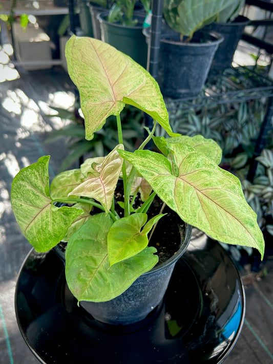Berry Allusions Syngonium