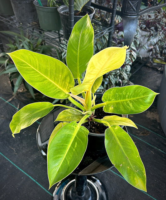 Moonlight Philodendron