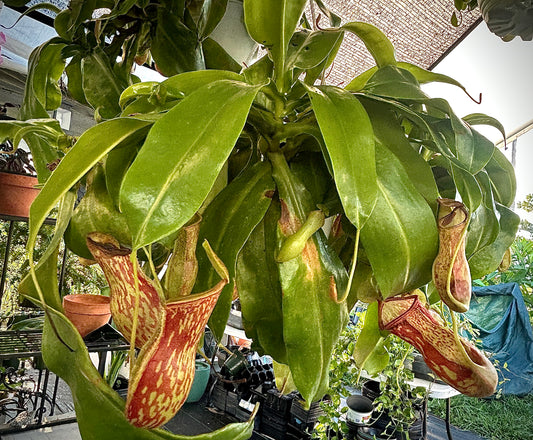 Nepenthes Gaya Carnivorous Pitcher Plant