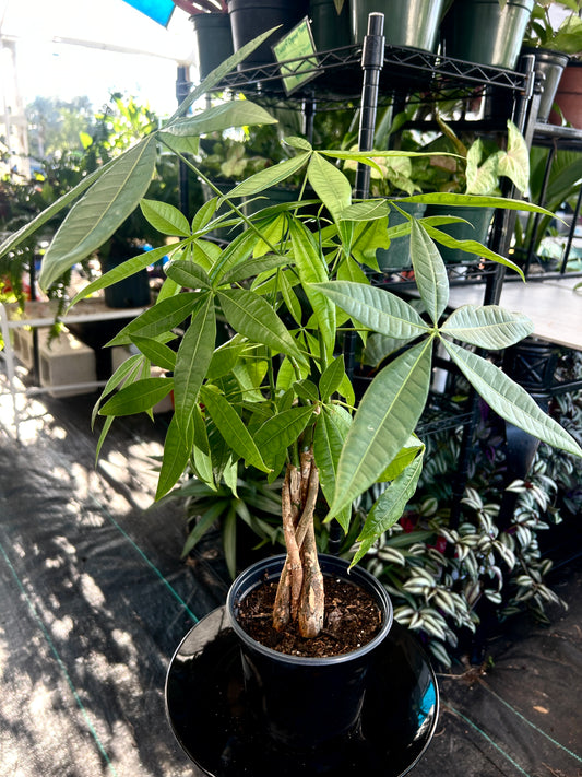 Money Tree