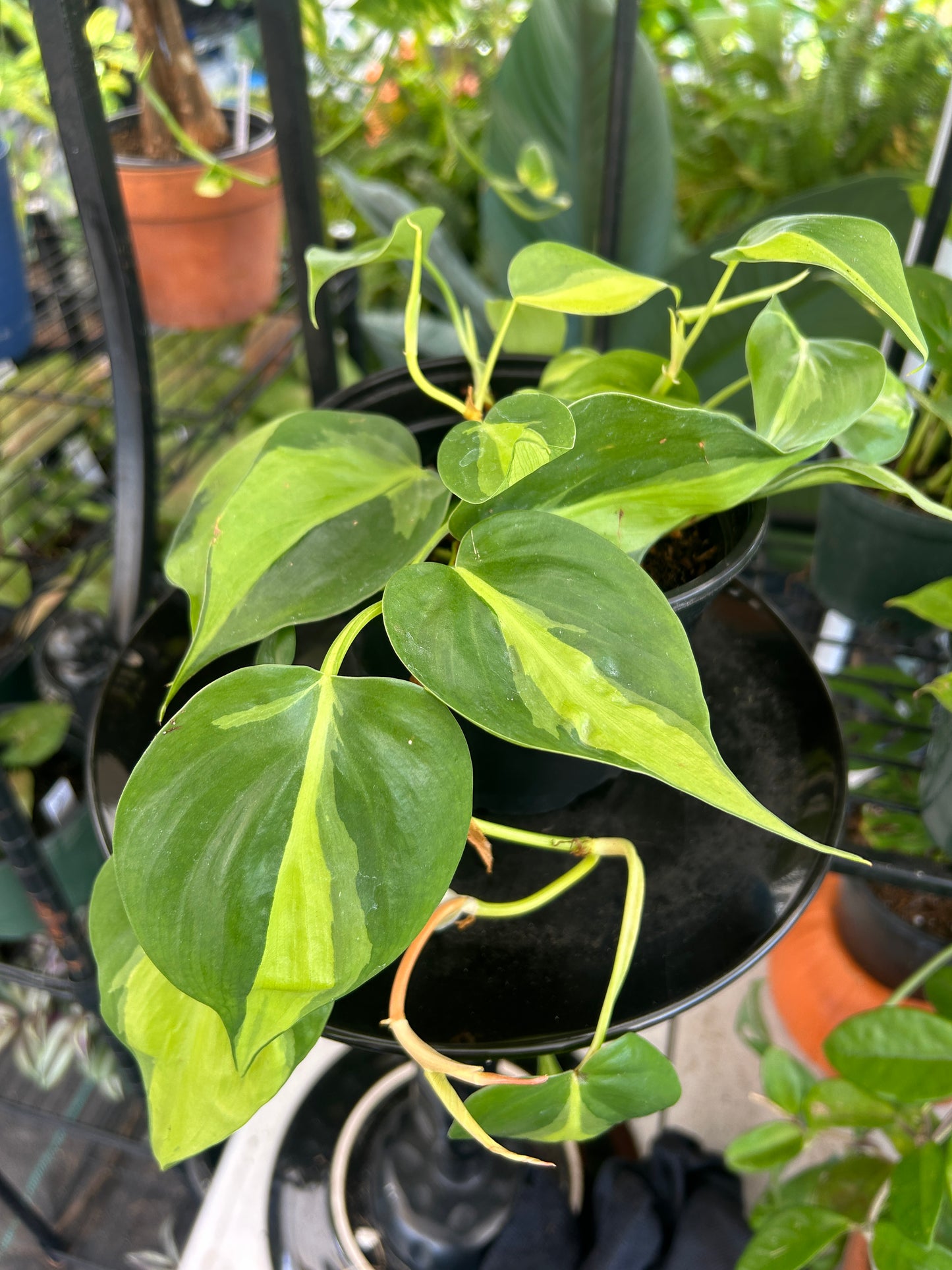 Brasil Philodendron