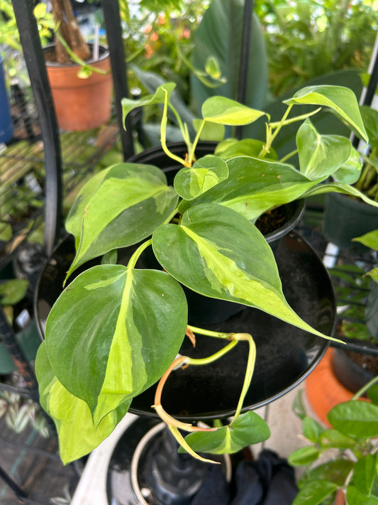 Brasil Philodendron