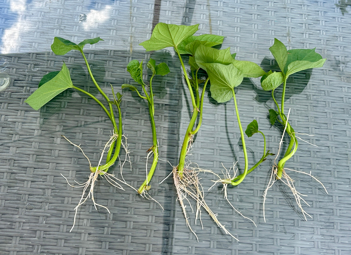 Murasaki Sweet Potato Slips