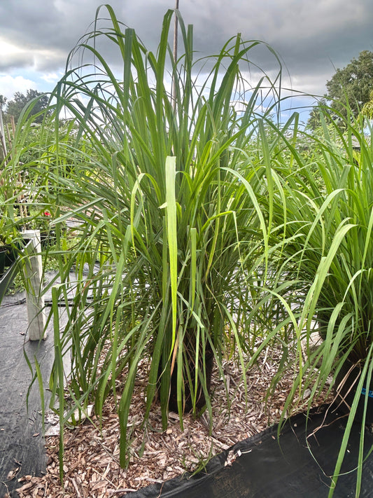 3 gallon lemongrass Guinevere’s Garden Valrico Florida 