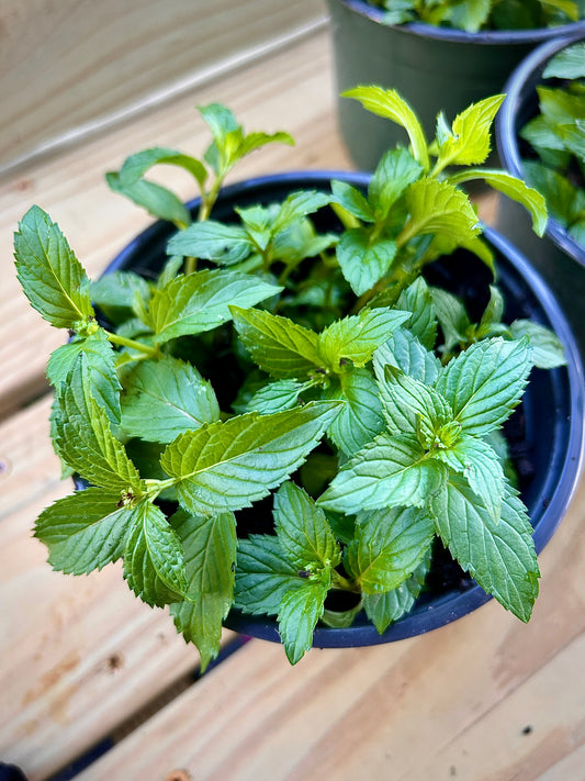 Peppermint