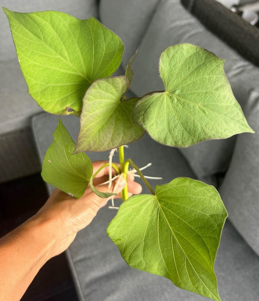 Murasaki Sweet Potato Slips