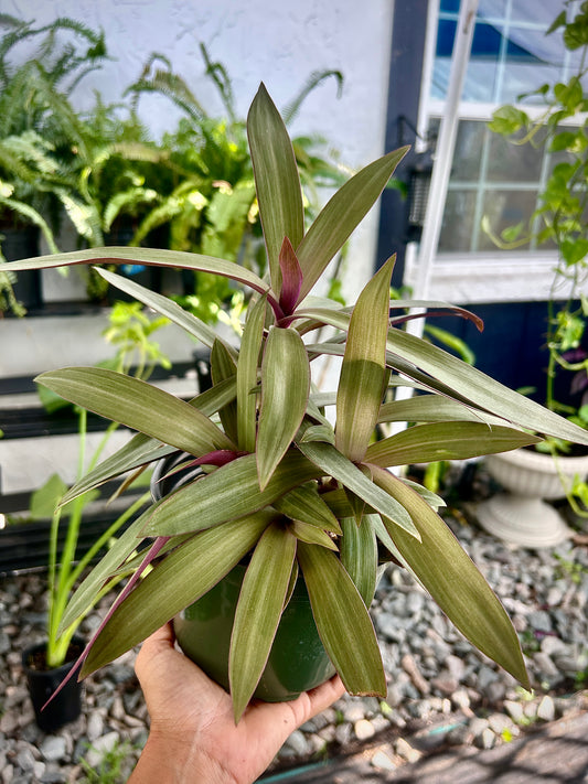 Dwarf Oyster Plant