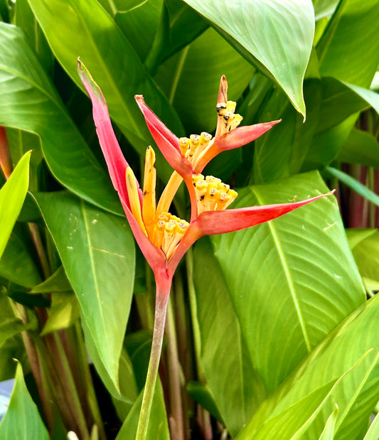 Parrot Heliconia or False Bird of Paradise