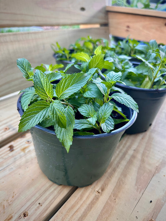 Peppermint